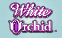White Orchid