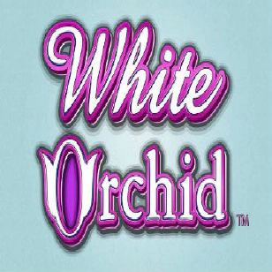 white orchid